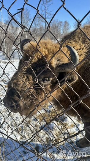 Индивидуальные экскурсии Алтай Манжерок