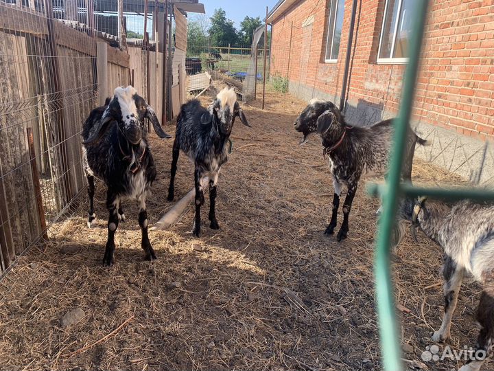 Англо нубийские козы