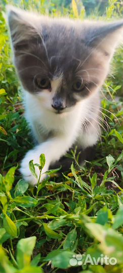 Отдам в добрые руки котят