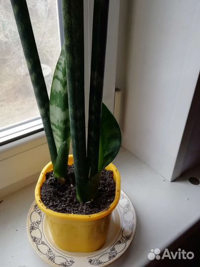 Комнатные цветы