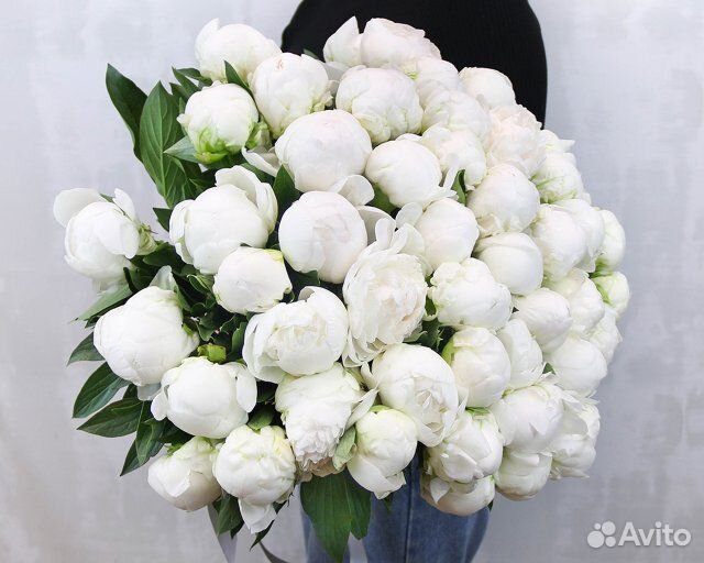 Букет из 51 белого пиона (Premium) под ленту