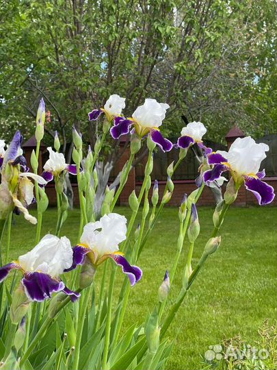 Wabash ирисы
