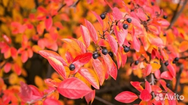 Кизильник блестящий (живая изгородь)