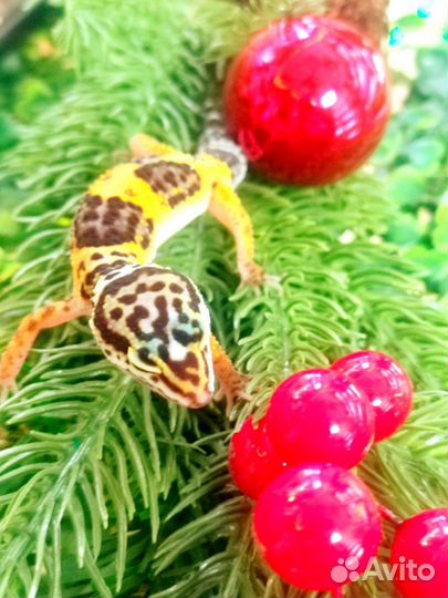 Ящерица эублефар