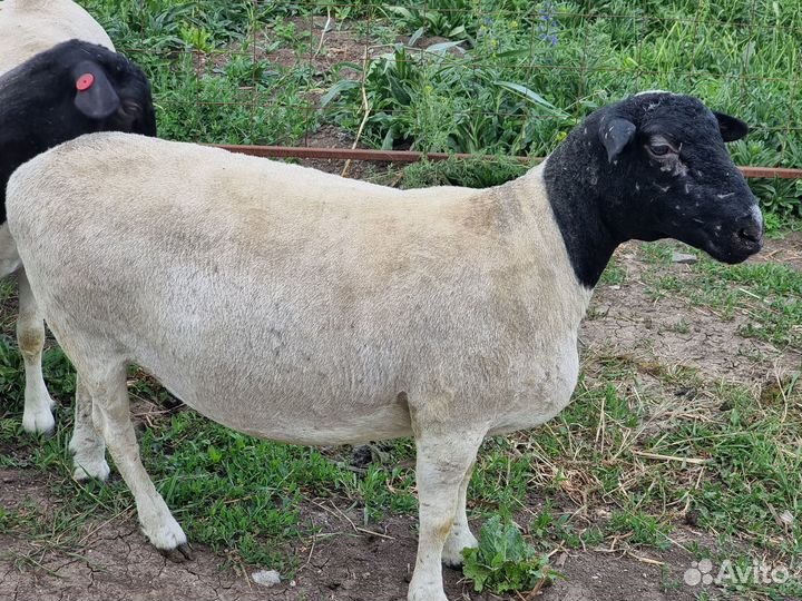 Овцы бараны ягнята кроссы дорпер
