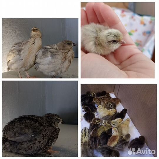 Перепела недельные