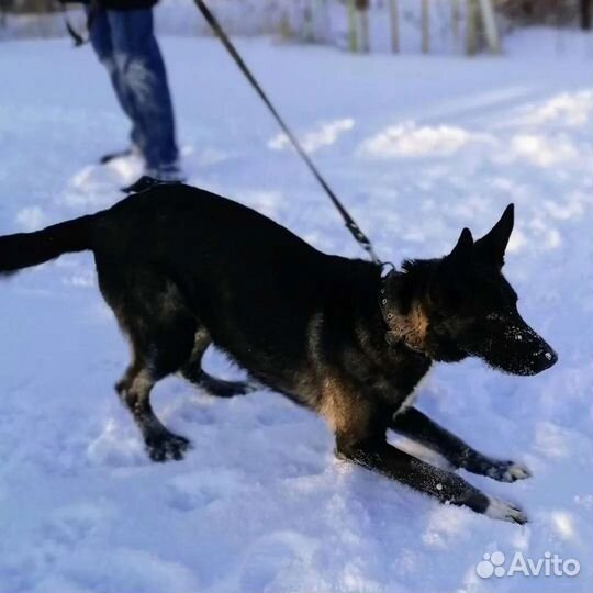 Метис овчарки, девочка