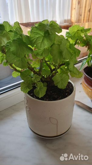 Пеларгония герань