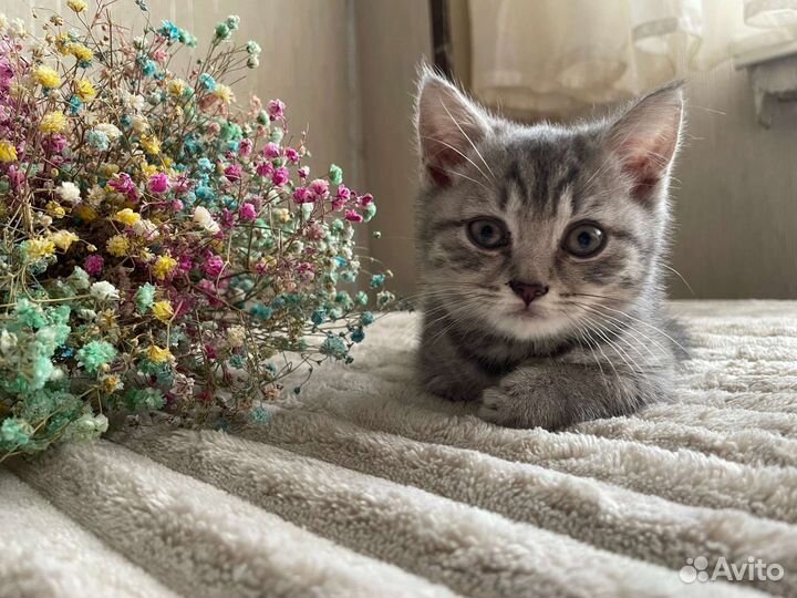Британская кошечка
