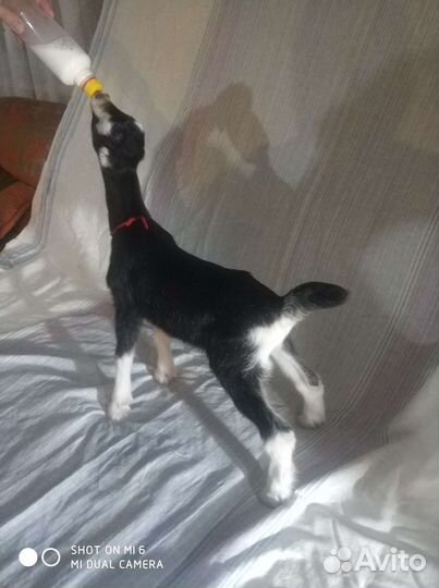 Козы ламанча