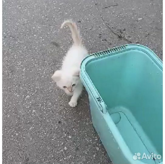 Белоснежный котёнок