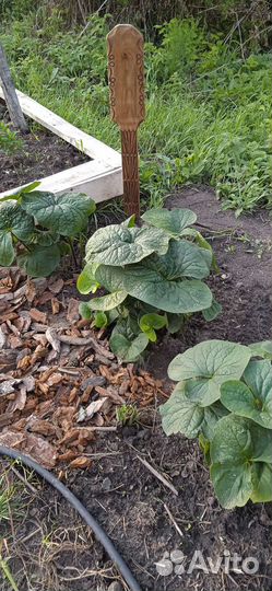 Бруннера крупнолистная