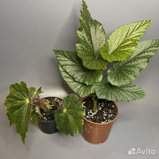 Комнатные растения