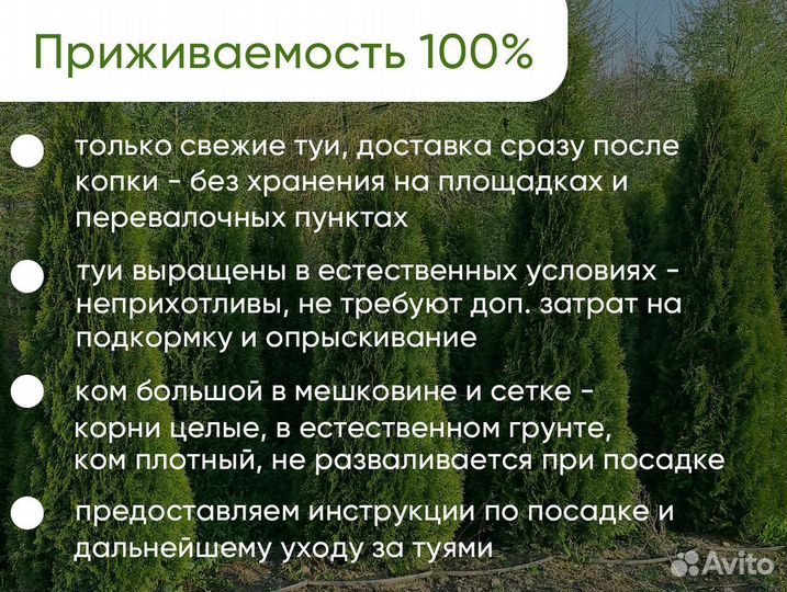 Туи Смарагд Экстра. Туя в ассортименте