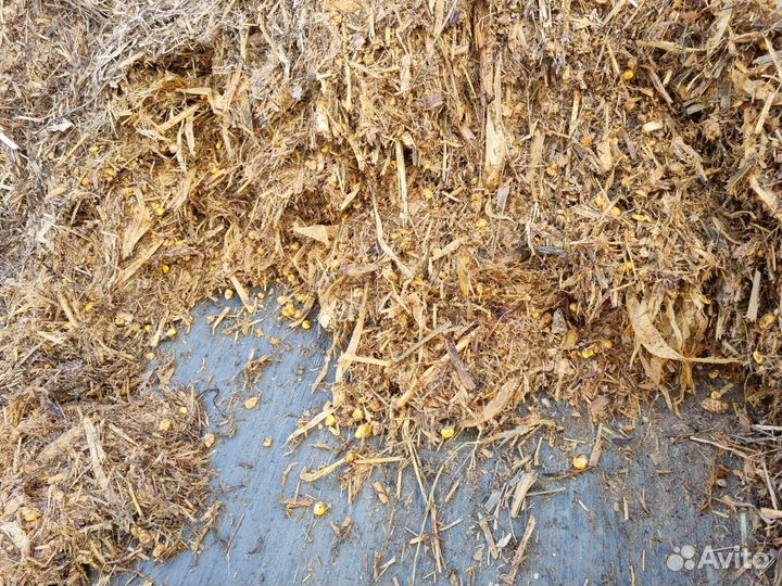 Силос кукурузный