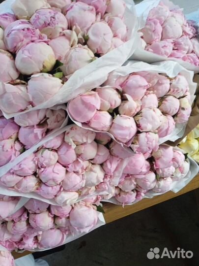 Пионы Голландии опт/розница в Краснодаре