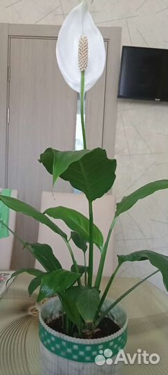 Комнатные цветы спатифиллум