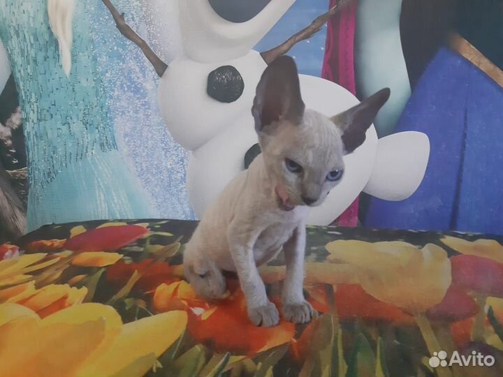 Котёнок Канадский Сфинкс