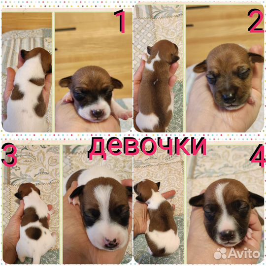 Щенки Джек рассел терьер