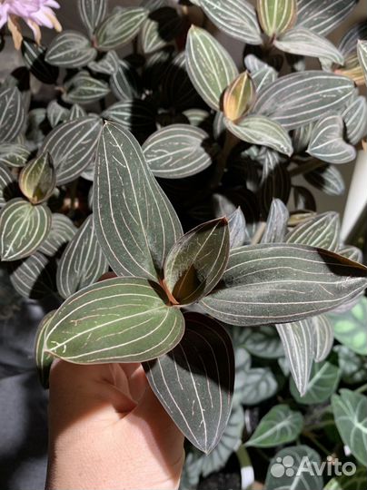 Комнатные растения