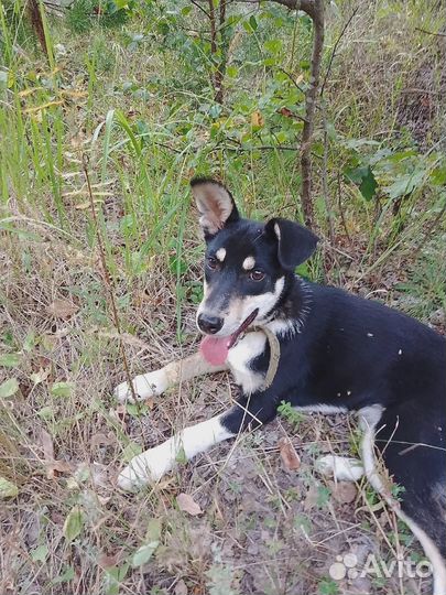 Отдам собаку в добрые руки