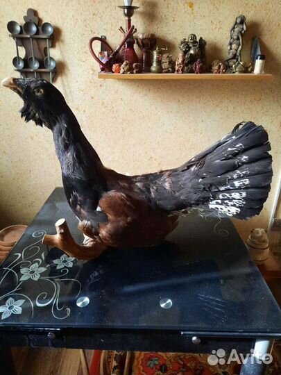 Чучело глухаря