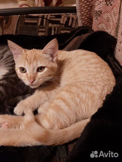 Рыжий котенок