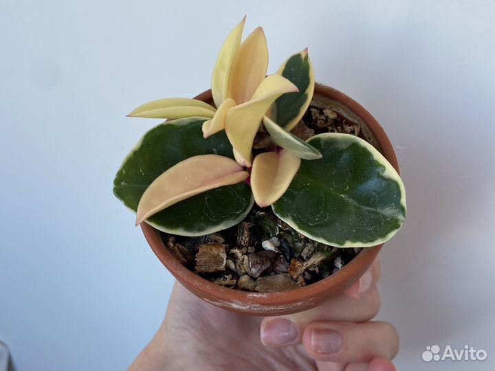 Хойя сноу болл