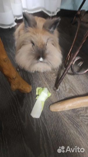 Продам кролика