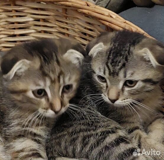 Вислоухие котята