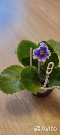 Фиалка дн-Гармония