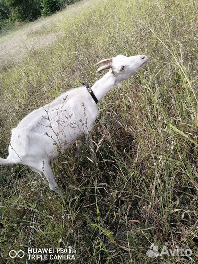 Козы дойные