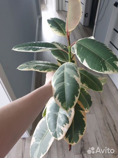 Фикус эластика тинеке