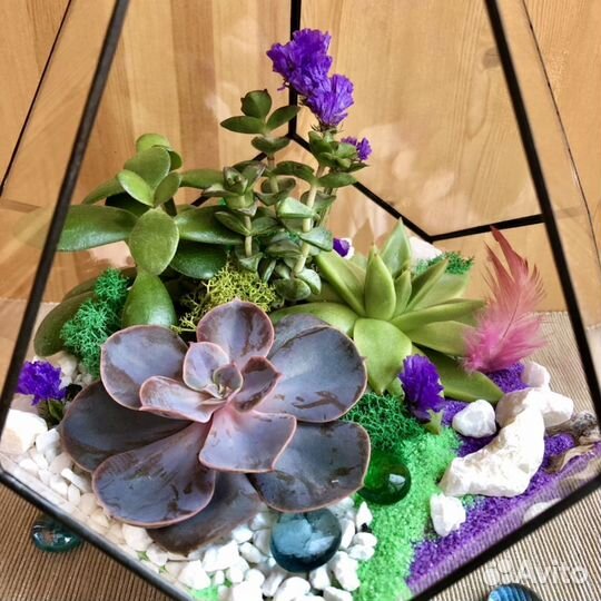 Флорариум капля (суккулент/кактус)