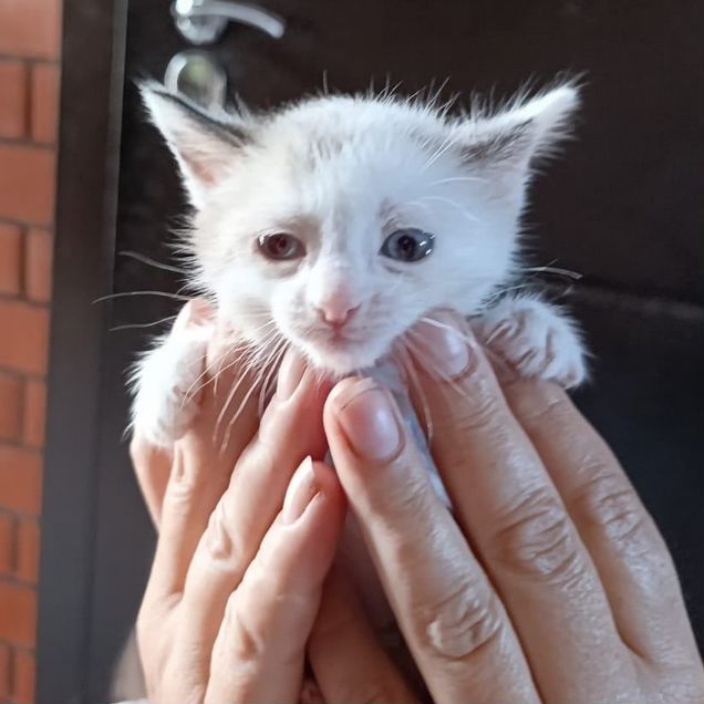 Котёнок в добрые руки