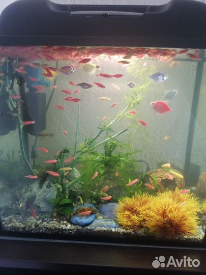 Аквариум с рыбками