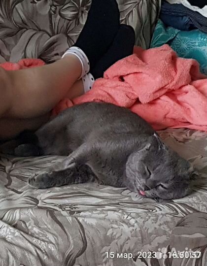 Шотландский кот на вязку
