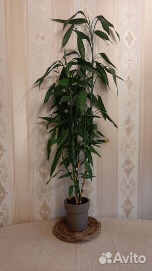 Драцена бамбук
