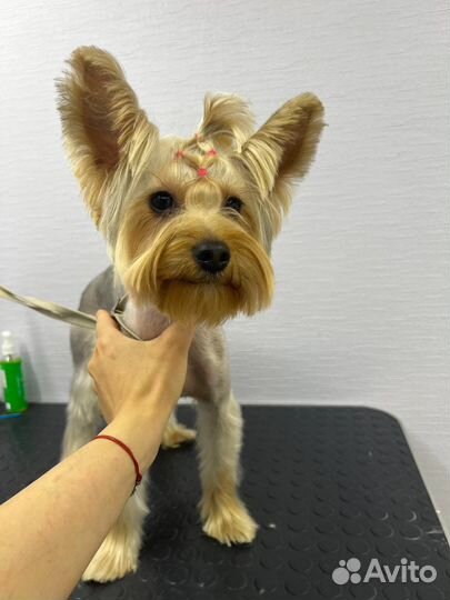 Стрижка собак у начинающего мастера