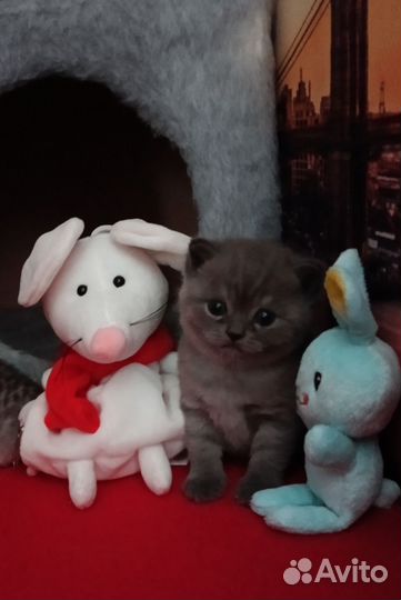 Шатланские котята