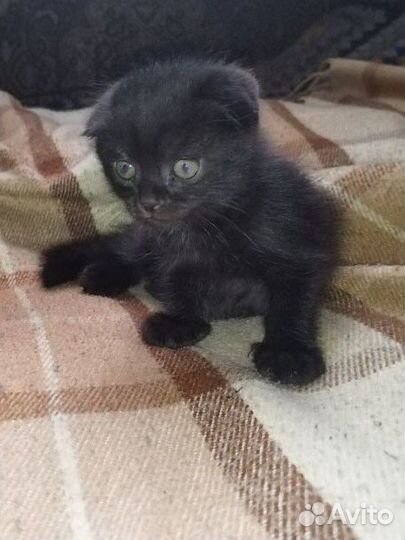 Вислоухие Шотландские котята