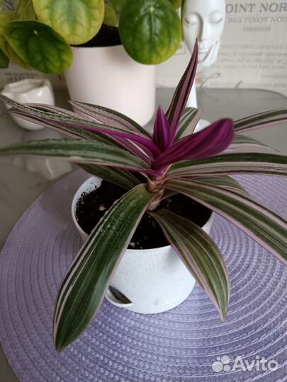 Традесканция рэо