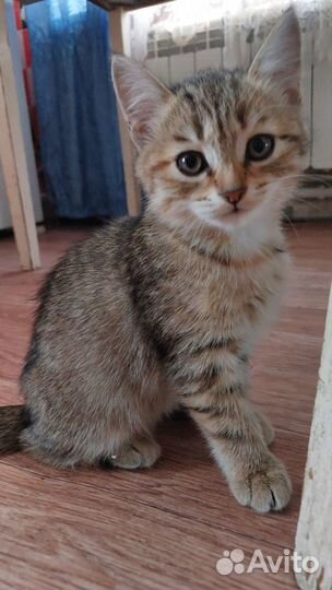Кошка