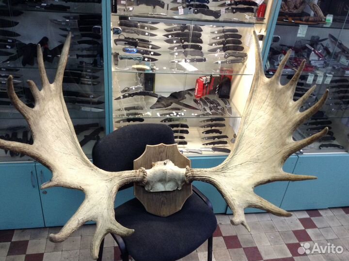 Рога крупные