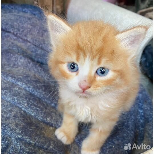 Котята бронь