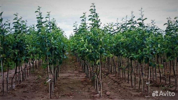 Плодовые деревья и саженцы