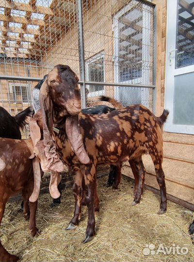 Нубийские козы камори