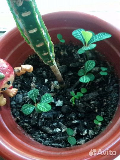 Детки молочая