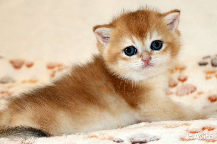 Золотые британские шиншилы и голубое золото