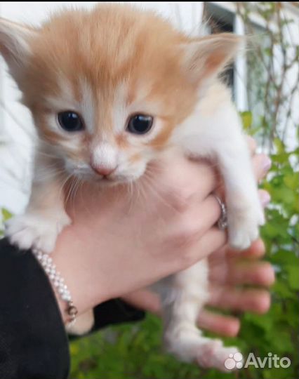 Рыжий котенок мальчик